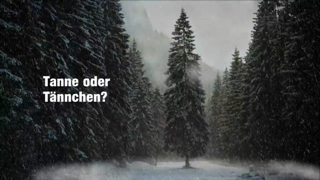 Weihnachtsbaum heute - Gross oder Klein